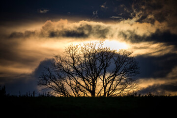Fototapeta na wymiar Dramatic sky over silhouetted tree in English countryside