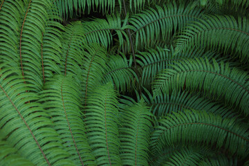 Beautyful ferns leaves green foliage natural floral fern background in sunlight.