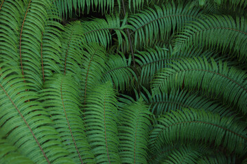 Naklejka na ściany i meble Beautyful ferns leaves green foliage natural floral fern background in sunlight.