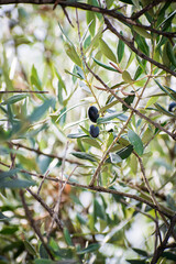 Black olives