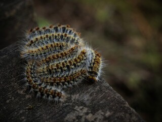 Closeup macro of Pine processionary Thaumetopoea pityocampa moth caterpillar insect larvae...