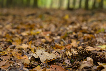 Nature Outdoor colorful autmn