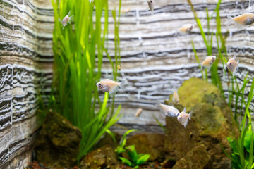 Fish and landscape in the aquarium