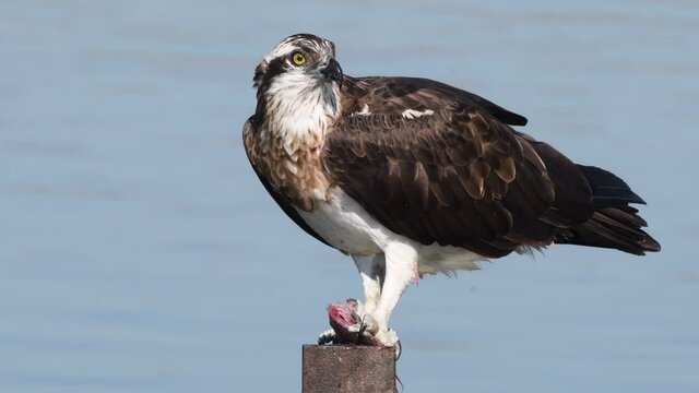 Osprey (Pandion haliaetus) eats fish after the hunt