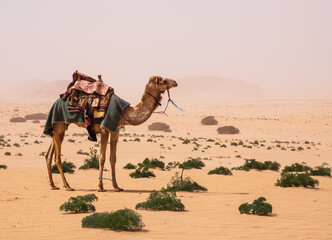 Wadi Rum Desert, Jordan. A camel in the white desert.