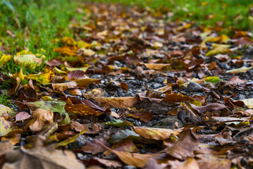 Nature Outdoor daylight