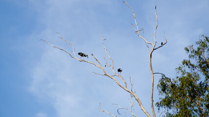 Bird on dried tree with blue sky