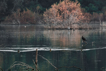 Cormorant, heron and ducks in the lake
