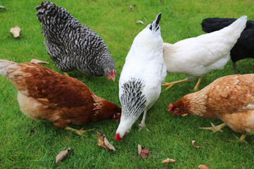 Freilaufende Hühner
