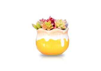 Small plant concept. Succulent growth in yellow ceramic flower pot isolated on white background, clipping path.