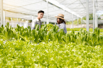 Hydroponics, smiling young Asian couple farmers harvest organic vegetable salad from farm garden, nursery. Organic farming business concept