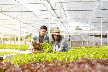 Hydroponics, smiling young Asian couple farmers harvest organic vegetable salad from farm garden, nursery. Organic farming business concept
