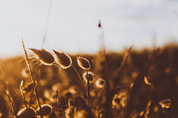Blooming grass close up during sunrise