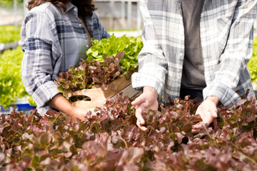 Fototapeta premium Hydroponics, smiling young Asian couple farmers harvest organic vegetable salad from farm garden, nursery. Organic farming business concept