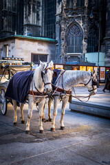 Naklejka na ściany i meble Two white horses harnessed to a carriage near St Stephen's Cathedral, Stephansplatz. Traditional touristic transport attraction in Vienna. Golden our colors.