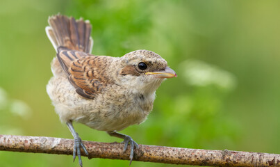 Red-backed shrike, Lanius collurio. A chick, a young bird sits on a branch, opening its tail like a fan