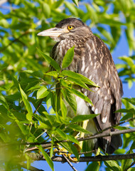 Black-crowned night heron, Nycticorax nycticorax. Young bird sits on a tree branch among the leaves