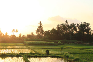 lush rice fields during sunset