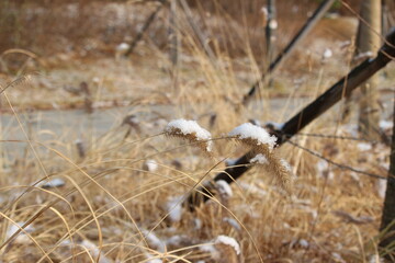 reeds in the snow