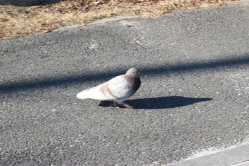 pigeon on the street