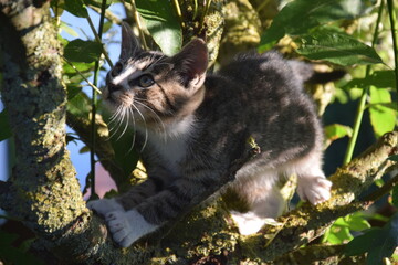 A cat in its natural habitat © Duszek
