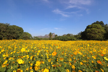 Beautiful yellow cosmos flower blooming in the fields.