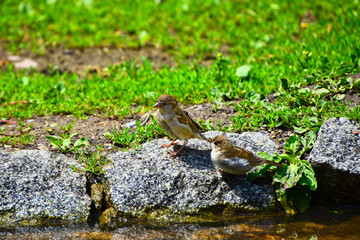 Singvögel - Sperlinge (Passeridae)
