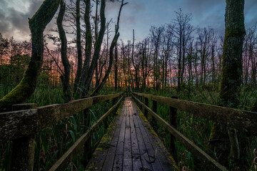Wooden bridge in the forest
