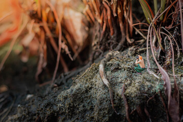 Miniature : photographer taking a photo of nature in the tropical forest.