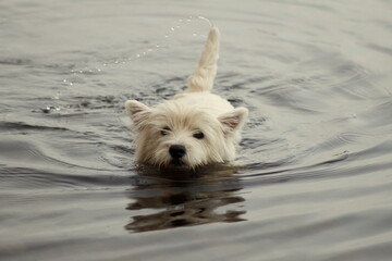 West highland white terriers