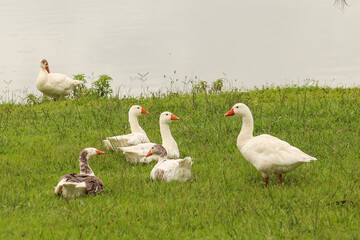 group of geese on the grass near a lake