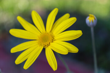 Obraz premium yellow daisy flower