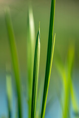 Fototapeta na wymiar Grass and dew