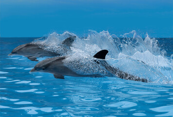 Obraz premium Zwei Große Tümmler (Tursiops truncatus) mit hoher Geschwindigkeit, Stoßwellen