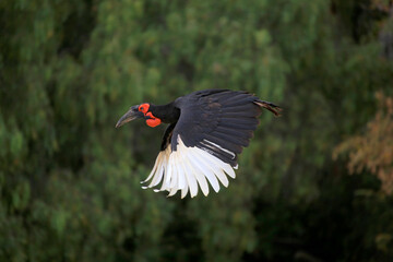 Südlicher Hornraben (Bucorvus leadbeateri) oder Rotwangenhornrabe im Flug über Landschaft