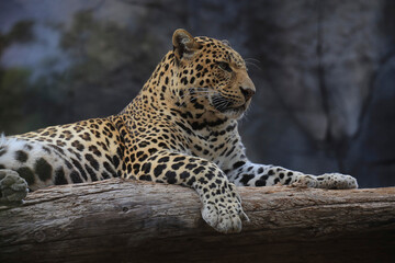 Fototapeta na wymiar Leopard (Panthera pardus) liegt auf Baumstamm