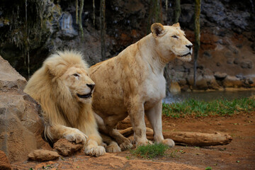Fototapeta na wymiar Löwe (Panthera leo) Paar nebeneinander