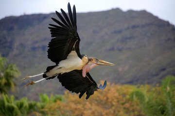 Marabu (Leptoptilos crumeniferus) im Flug über Landschaft