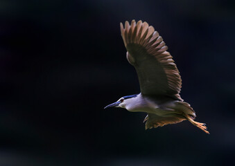  Nachtreiher (Nycticorax nycticorax) im Flug