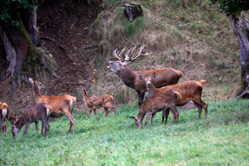 Rothirsch (Cervus elaphus) Männchen und Weibchen am Waldrand