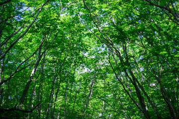 青々とした森