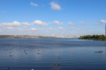 landscape with lake and trees