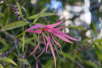 pink flower in the garden