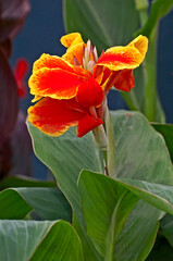 Canna 'Rosemond Coles' in close up