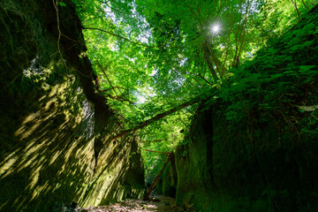 苔の回廊
