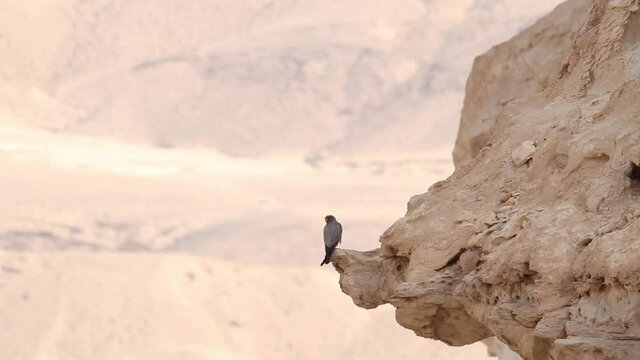 Sooty Falcon in the Negev Desert Israel