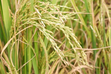 Thai rice in Chiang Mai Thailand.