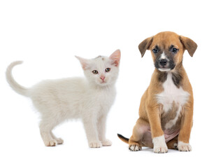 kitten and puppy isolated on a white background
