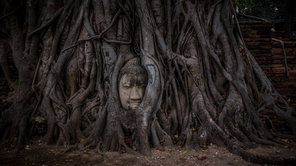 Fototapeta na wymiar Head of Sandstone Buddha in The Tree Roots at Wat Mahathat, Ayutthaya, Thailand