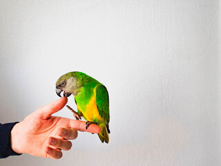 Pequeño loro you you, o loro senegalés tratando de coger el dedo de una persona.